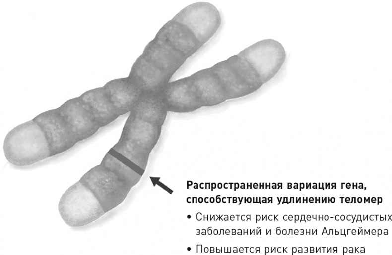 Эффект теломер. Революционный подход к более молодой, здоровой и долгой жизни