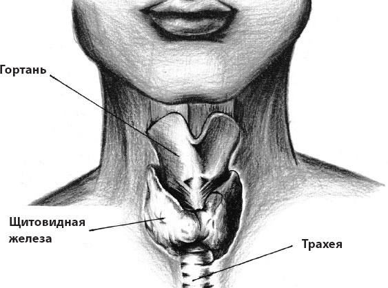 Что со мной, доктор? Вся правда о щитовидной железе