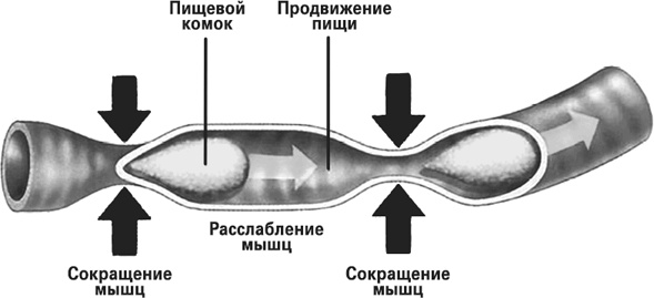 Мифы о нашем теле. Научный подход к примитивным вопросам