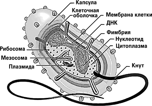 Мифы о нашем теле. Научный подход к примитивным вопросам