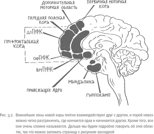 Воля и самоконтроль. Как гены и мозг мешают нам бороться с соблазнами