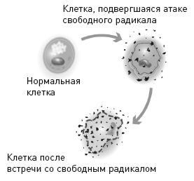 Клетка "на диете". Научное открытие о влиянии жиров на мышление, физическую активность и обмен веществ