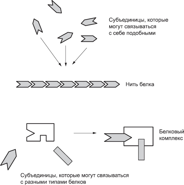 Онтогенез. От клетки до человека