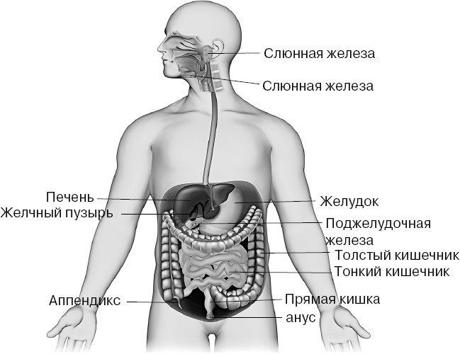 Анатомия на пальцах