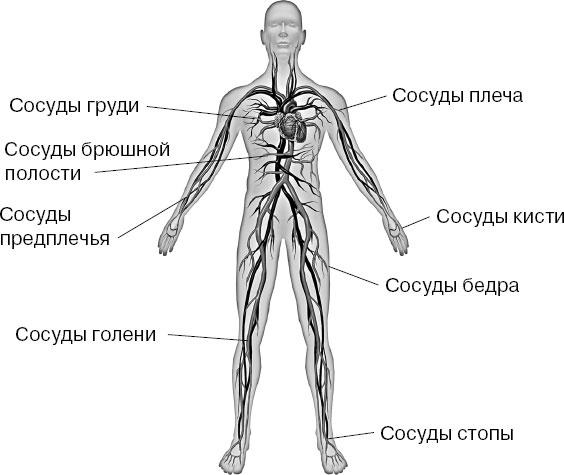 Анатомия на пальцах