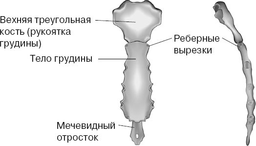 Анатомия на пальцах