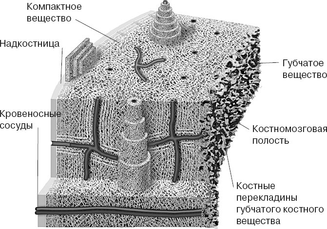 Анатомия на пальцах