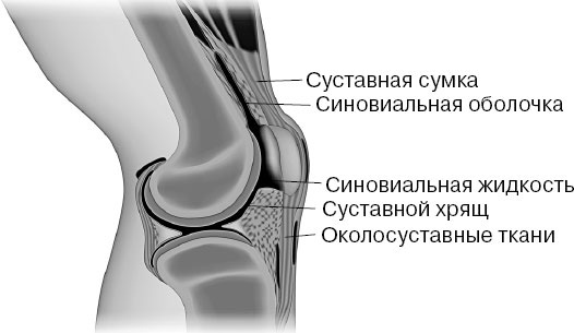 Анатомия на пальцах