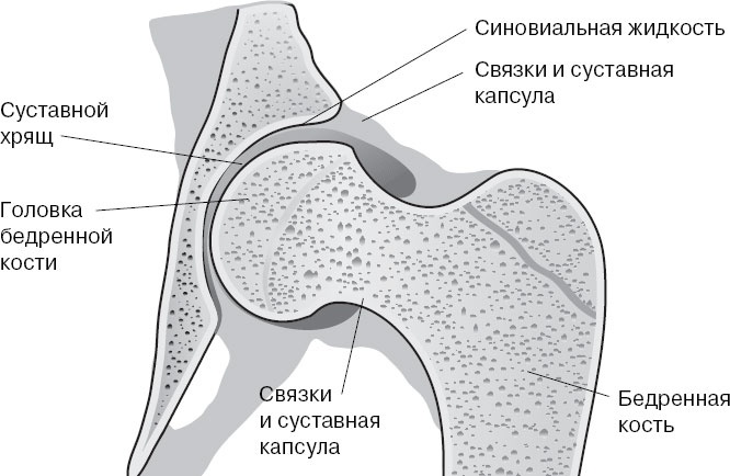 Анатомия на пальцах