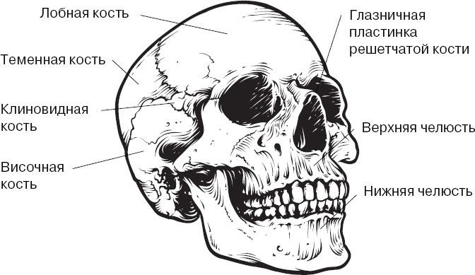 Анатомия на пальцах