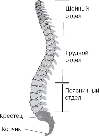 Анатомия на пальцах