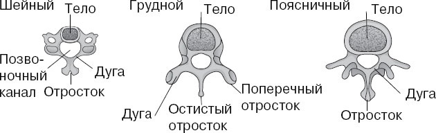 Анатомия на пальцах