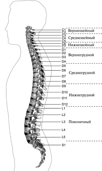 Чтобы спина не болела