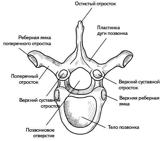 Жизнь без боли в спине. Лечение сколиоза, остеопороза, остеохондроза, межпозвонковой грыжи без операции