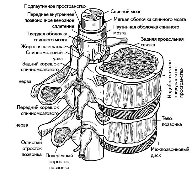 Жизнь без боли в спине. Лечение сколиоза, остеопороза, остеохондроза, межпозвонковой грыжи без операции