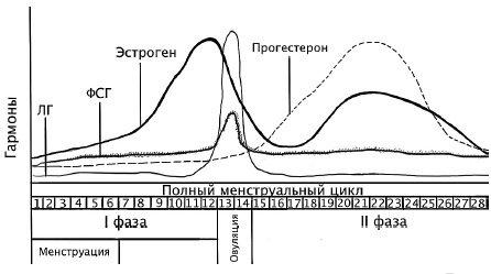 Главная книга о женском здоровье