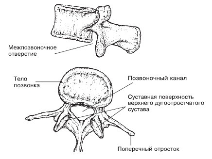 Боль в спине. Как определить причину и устранить приступ