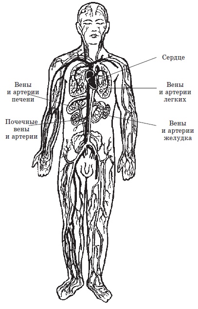 Алхимия здоровья. 6 "золотых" правил