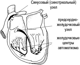 Стоп-инфаркт. Как читать ЭКГ и заботиться о сердце