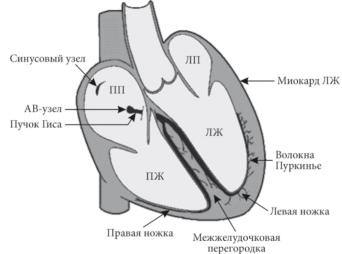 Лучшие методы лечения и профилактики инфаркта миокарда