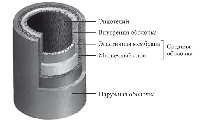 Лучшие методы лечения и профилактики инфаркта миокарда