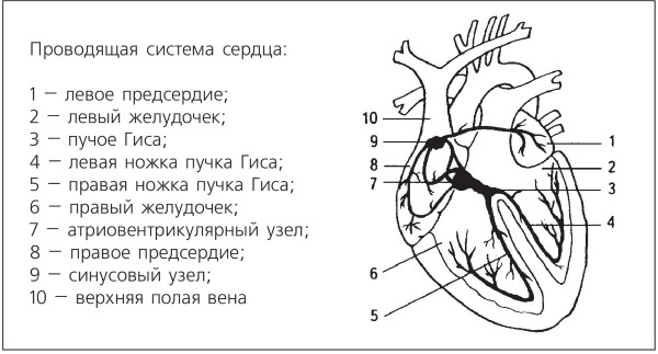 Болезни от А до Я. Традиционное и нетрадиционное лечение