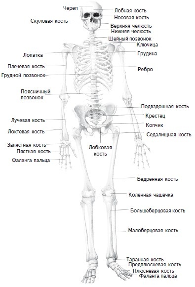 Как избавиться от боли в спине