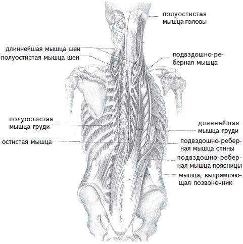 Как избавиться от боли в спине