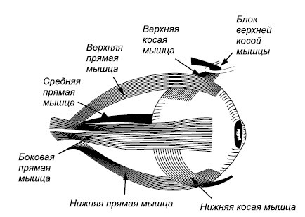 Лучшие методы восстановления зрения