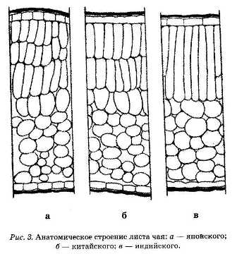 Энциклопедия целебного чая