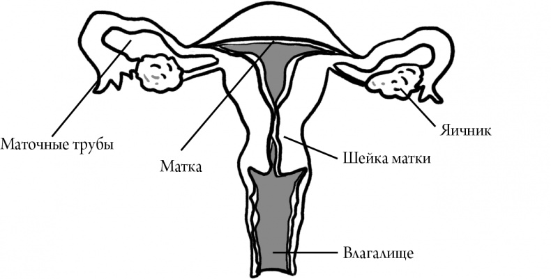 Viva la vagina. Хватит замалчивать скрытые возможности органа, который не принято называть