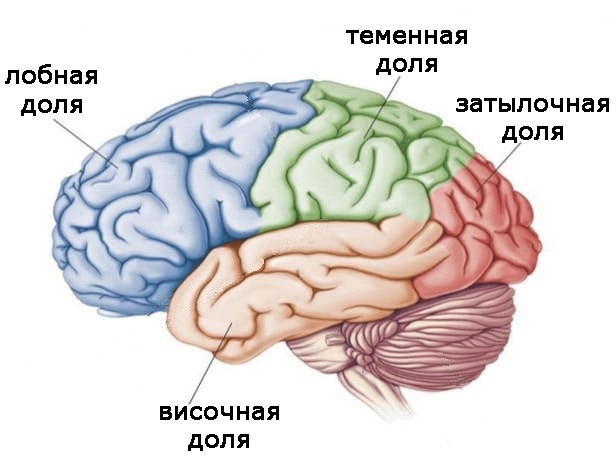 Два игрока на одном поле мозга