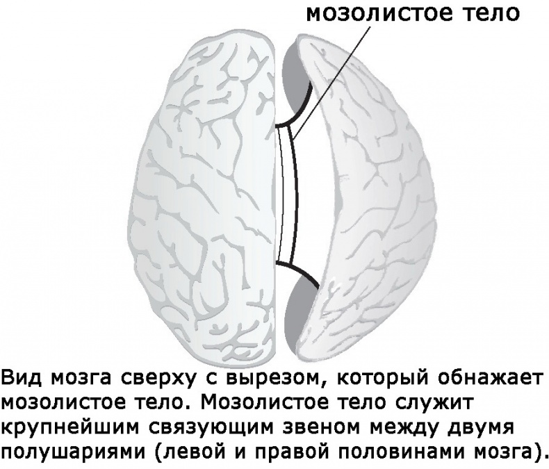 Два игрока на одном поле мозга