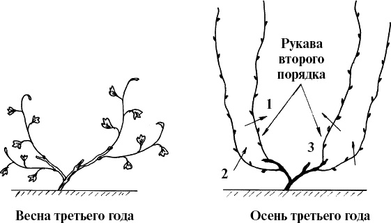 Виноград, малина, смородина, крыжовник и другие ягоды