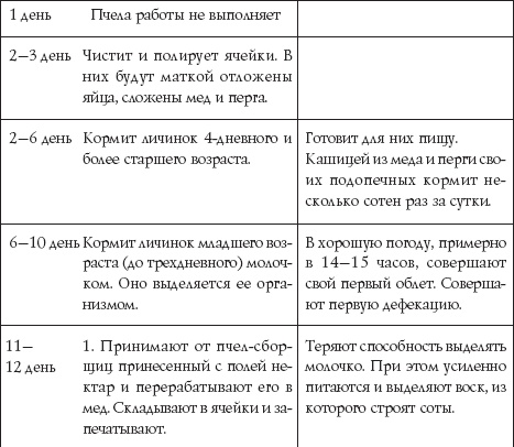 Пчеловодство для начинающих