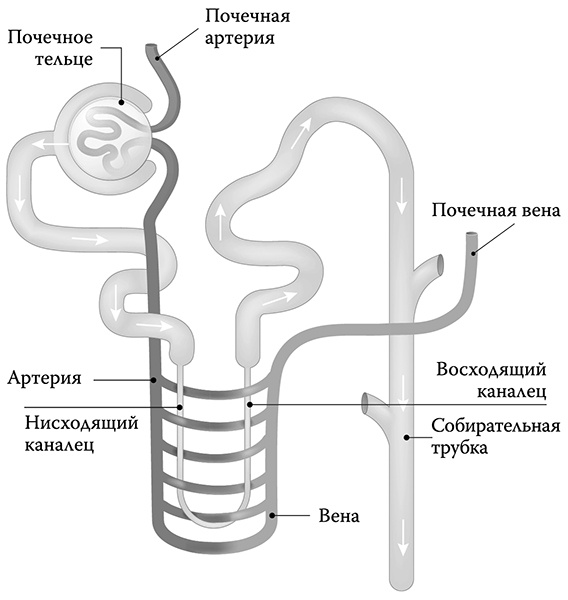 [Не]правда о нашем теле. Заблуждения, в которые мы верим