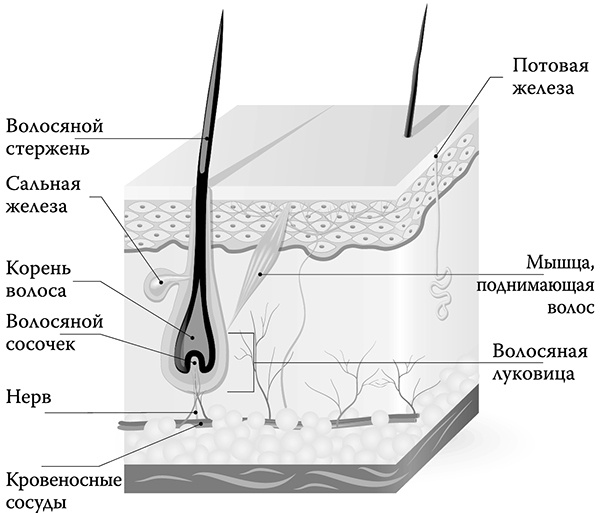 [Не]правда о нашем теле. Заблуждения, в которые мы верим