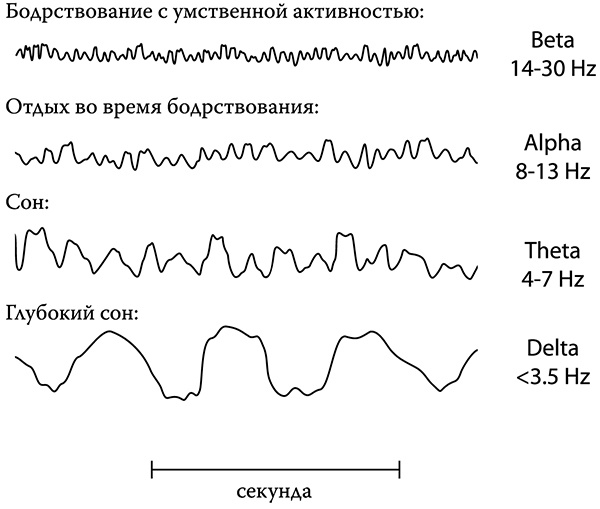 [Не]правда о нашем теле. Заблуждения, в которые мы верим