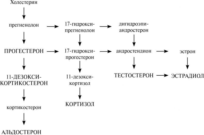 Стой, кто ведет? Биология поведения человека и других зверей