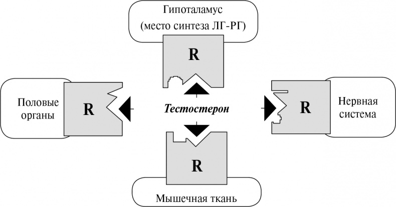 Стой, кто ведет? Биология поведения человека и других зверей