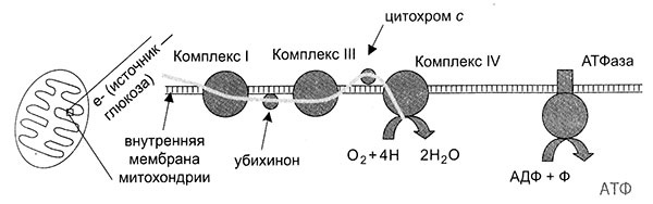 Энергия, секс, самоубийство. Митохондрии и смысл жизни