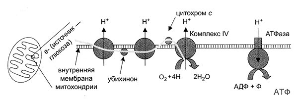 Энергия, секс, самоубийство. Митохондрии и смысл жизни