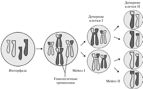 Удивительная генетика