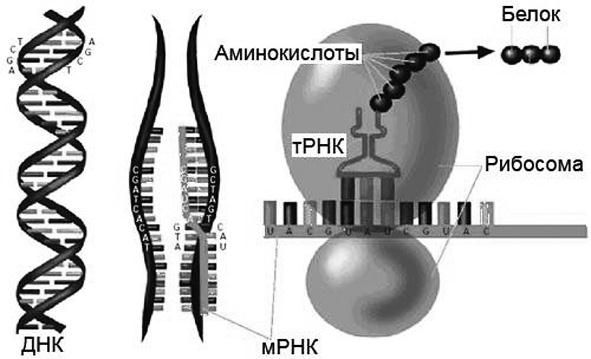 Удивительная генетика