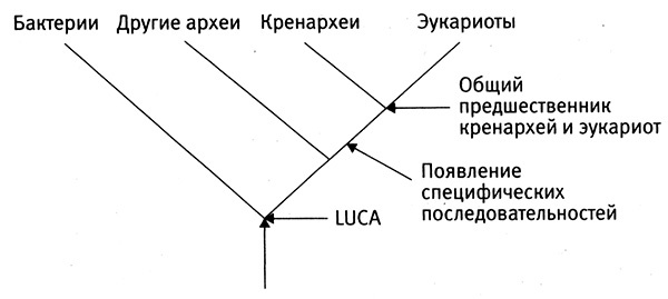 Приспособиться и выжить! ДНК как летопись эволюции