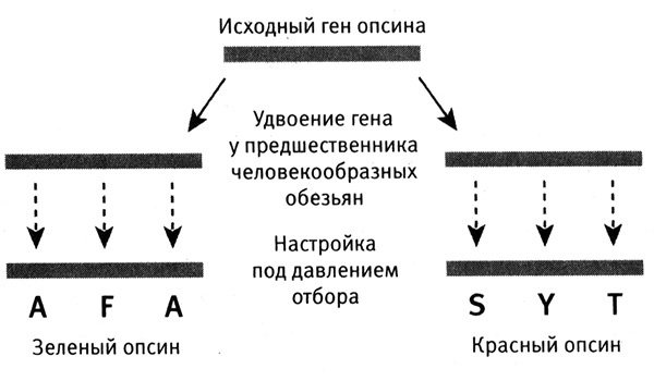 Приспособиться и выжить! ДНК как летопись эволюции