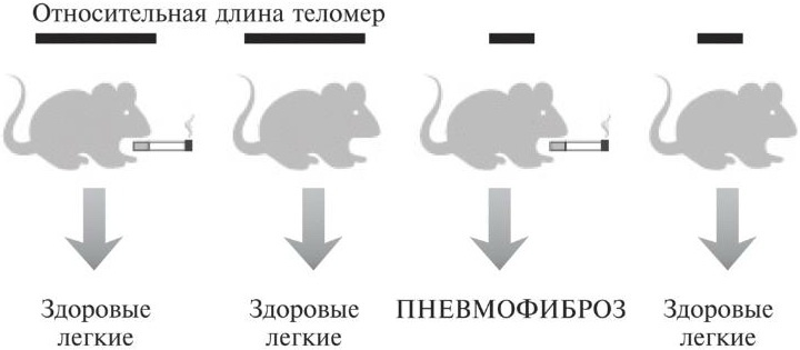 Мусорная ДНК. Путешествие в темную материю генома