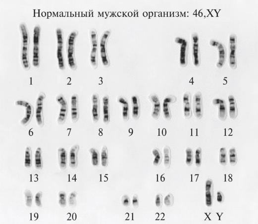 Мусорная ДНК. Путешествие в темную материю генома