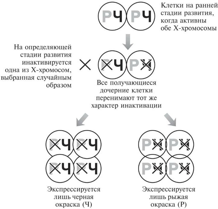 Мусорная ДНК. Путешествие в темную материю генома