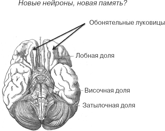 Почему девочки не хуже мальчиков разбираются в математике